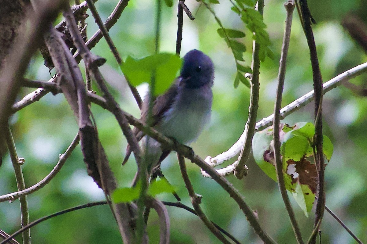 Black-naped Monarch - ML643751977