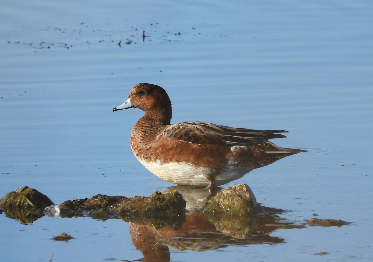 Ahate txistulari eurasiarra - ML643751987