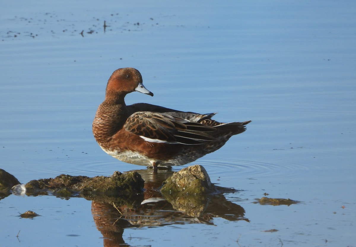 Ahate txistulari eurasiarra - ML643751988
