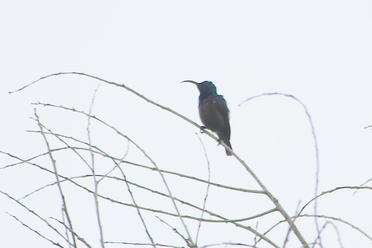 Loten's Sunbird - ML643751989
