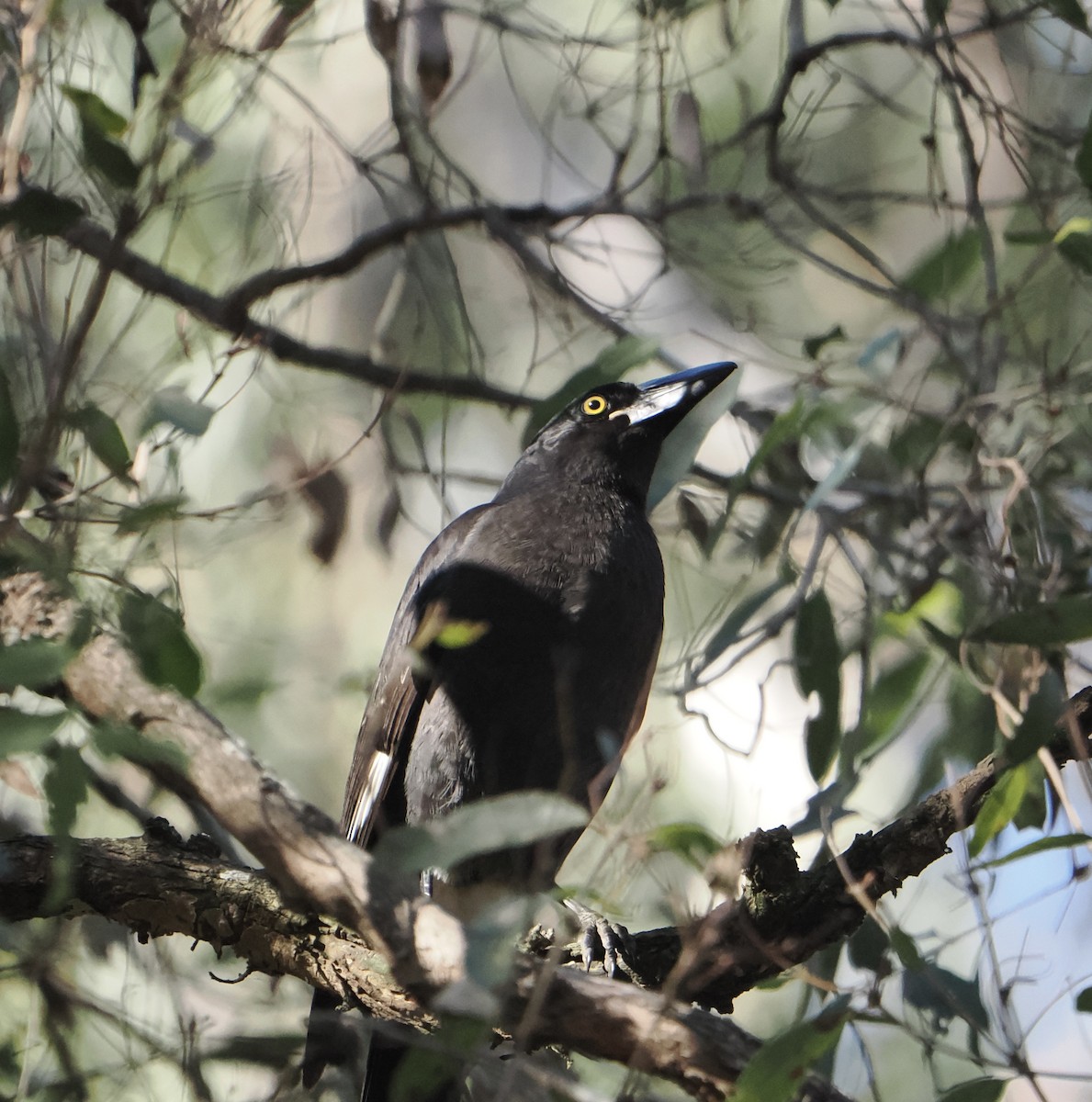 Pied Currawong - ML643751993