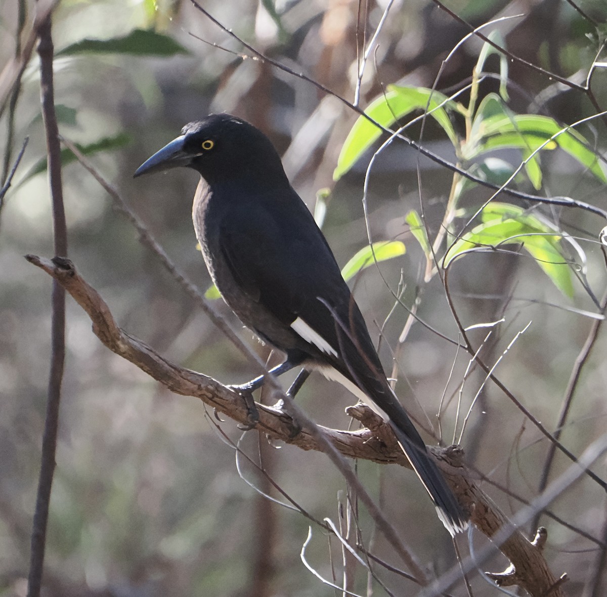 Pied Currawong - ML643751994