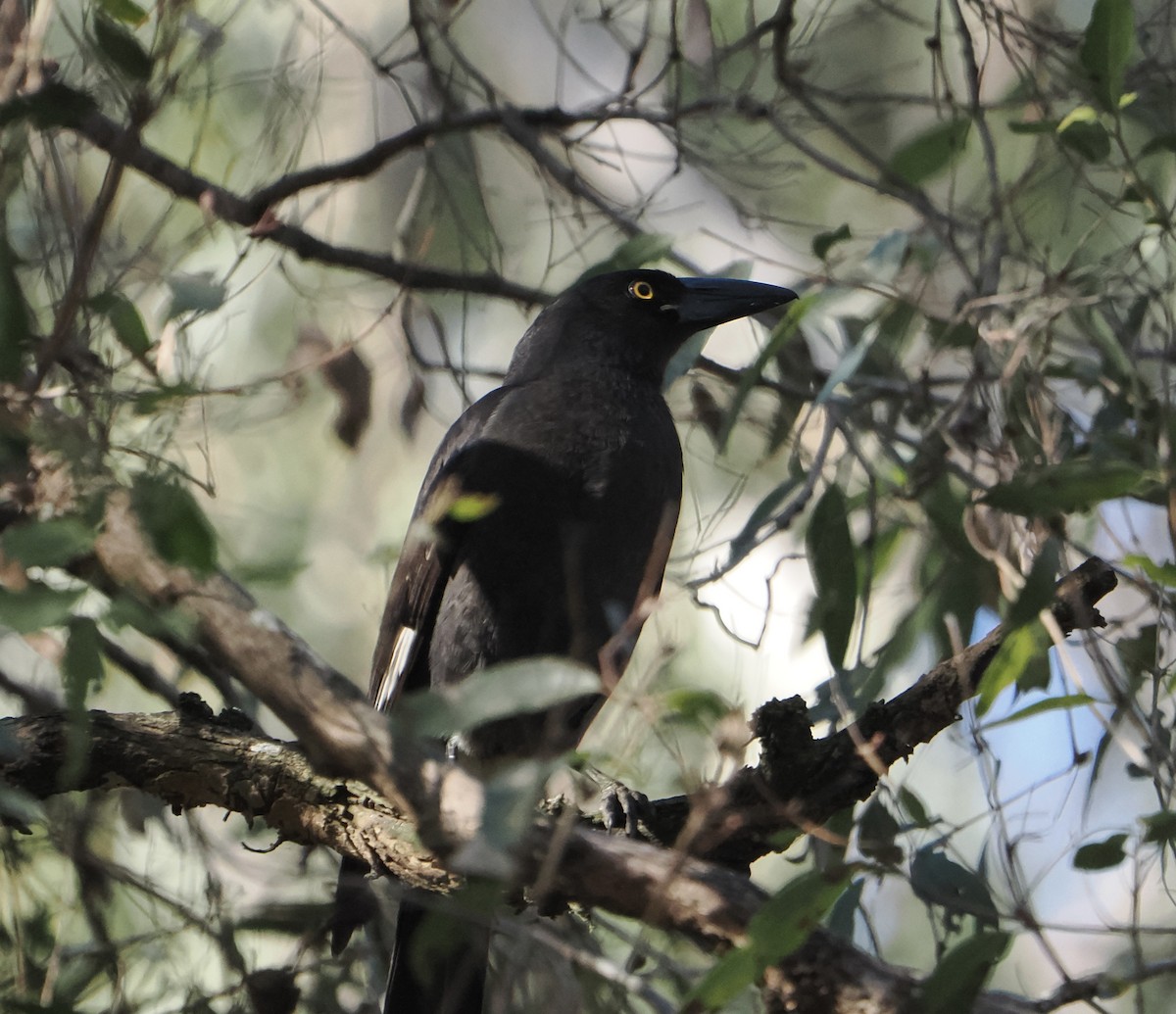 Pied Currawong - ML643751995