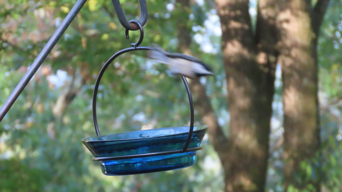 Carolina Chickadee - ML643751998