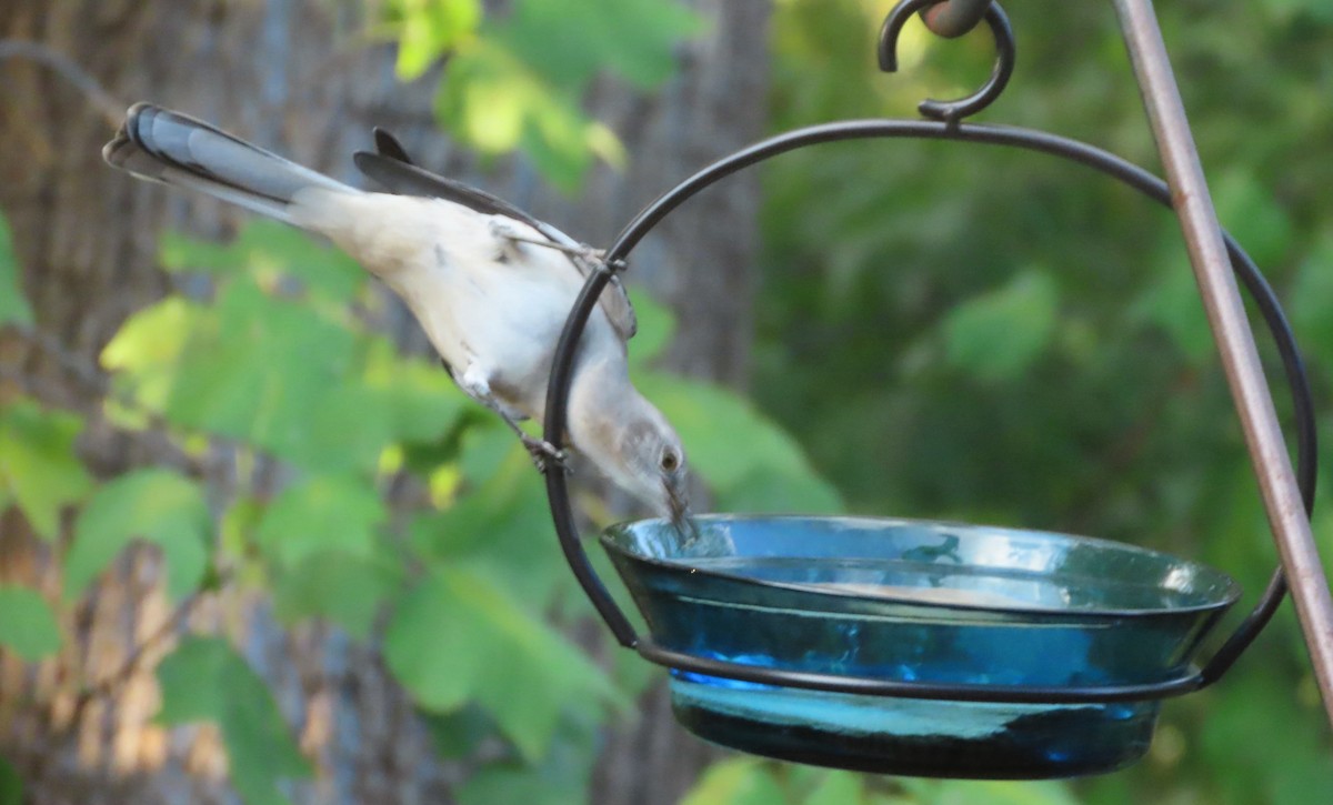 Northern Mockingbird - ML643752004