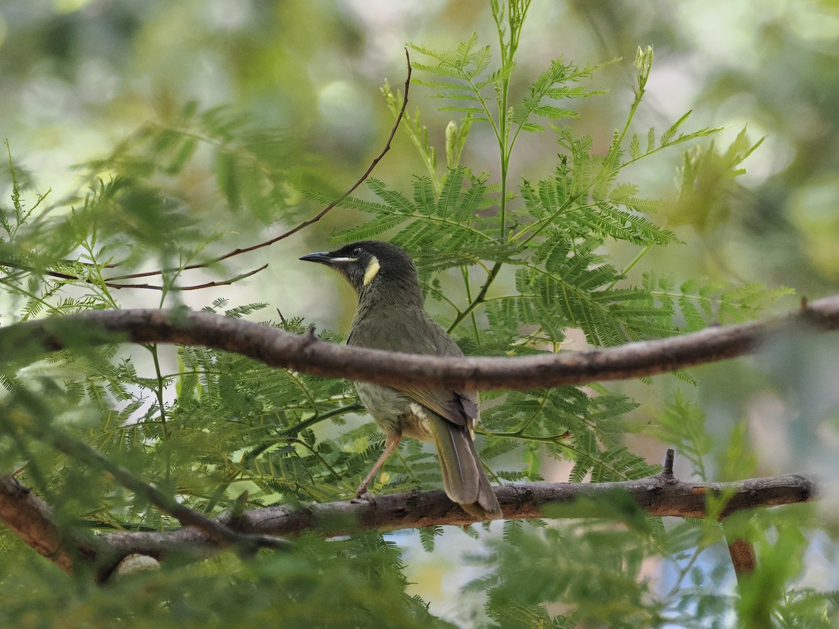 Lewin's Honeyeater - ML643752006
