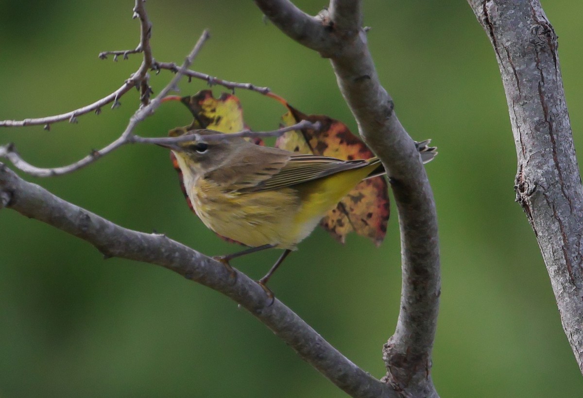 Palm Warbler (Yellow) - ML643752010