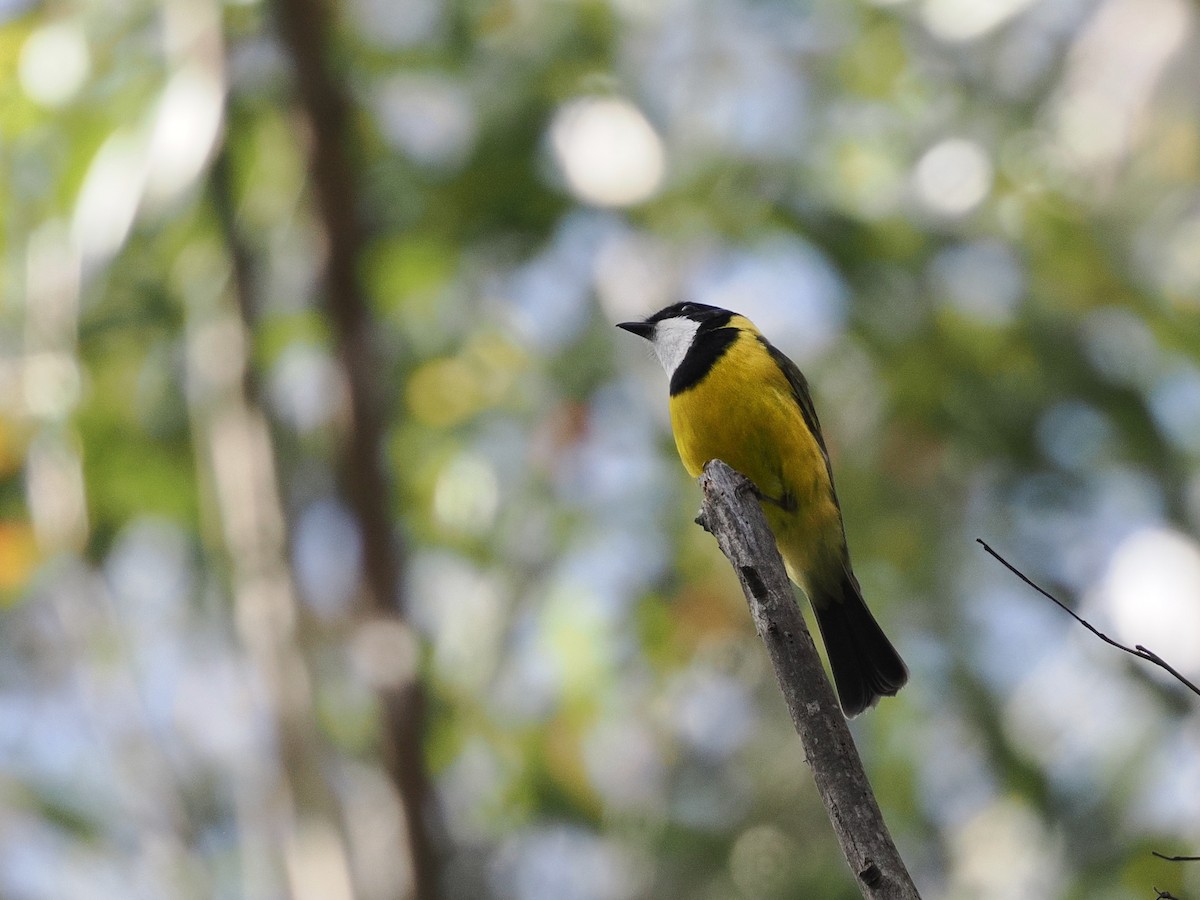 Golden Whistler - ML643752012