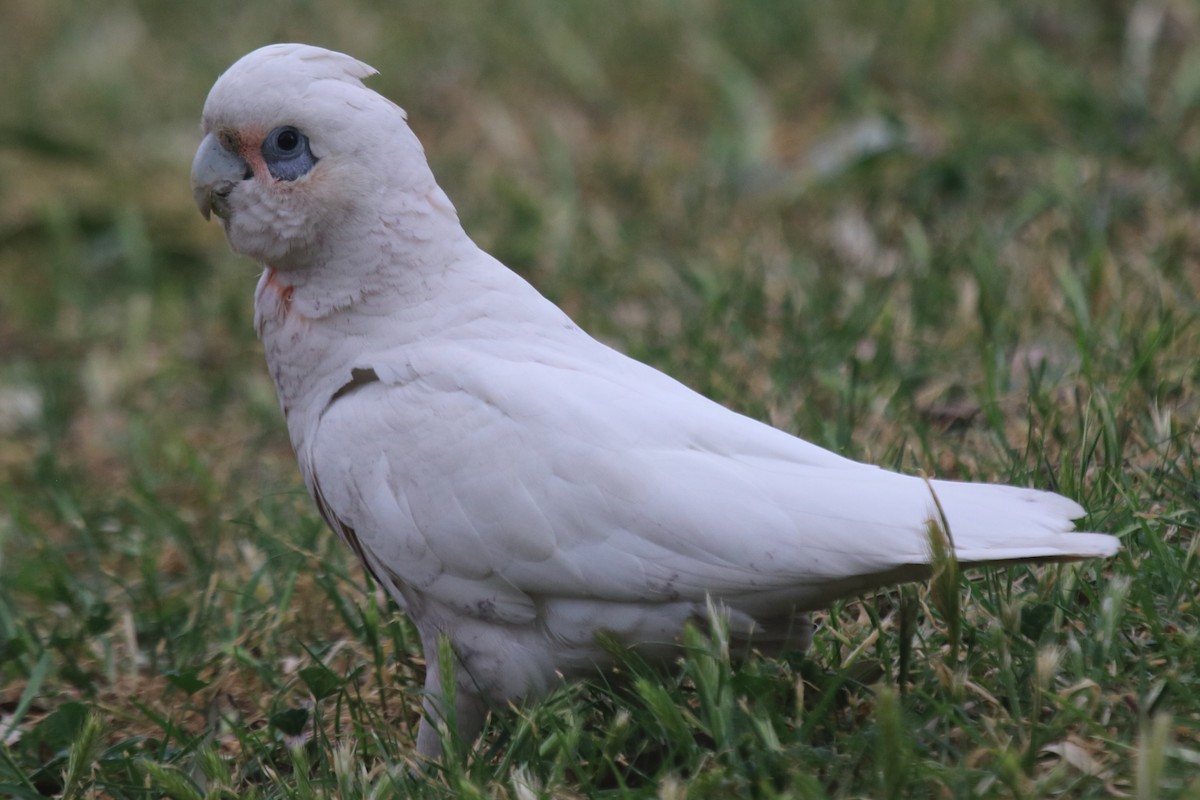 Little Corella - ML643752015