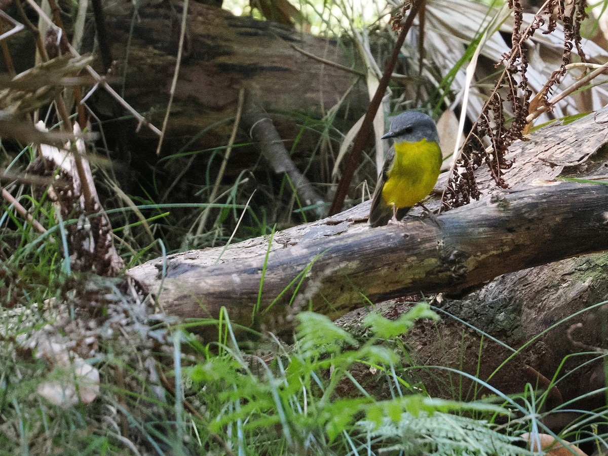 Eastern Yellow Robin - ML643752017