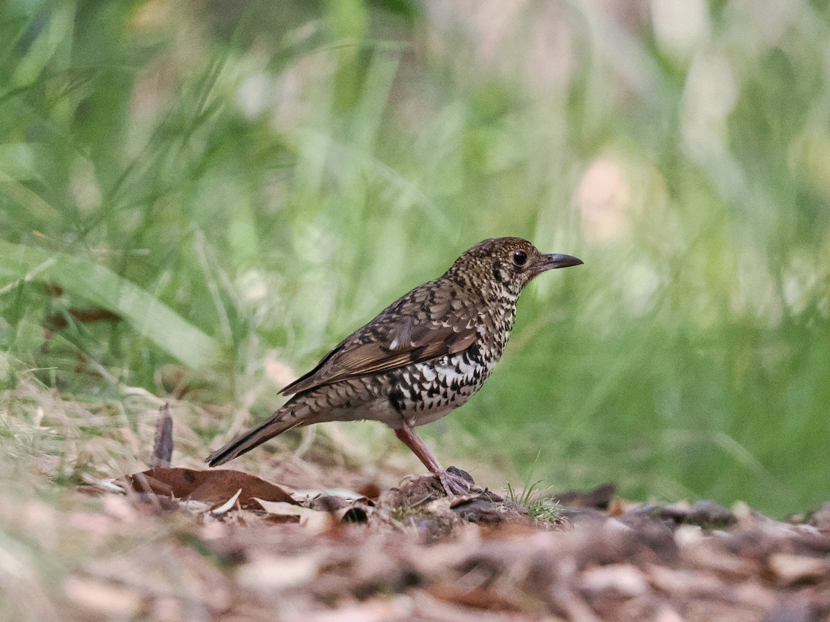Bassian Thrush - ML643752021