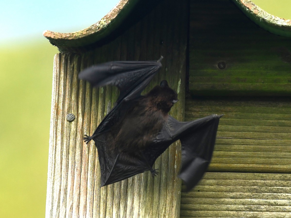 Nottola delle Azzorre - ML643752022