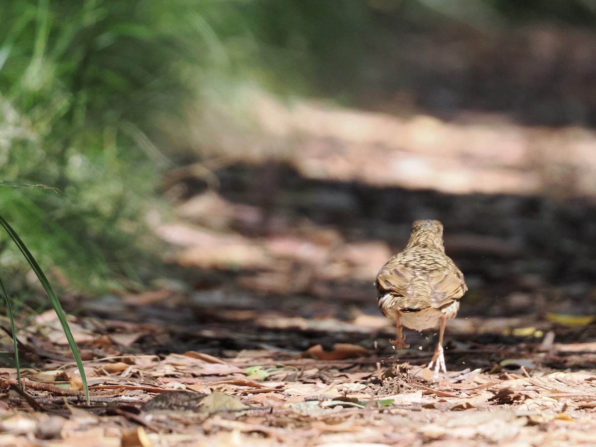 Bassian Thrush - ML643752023