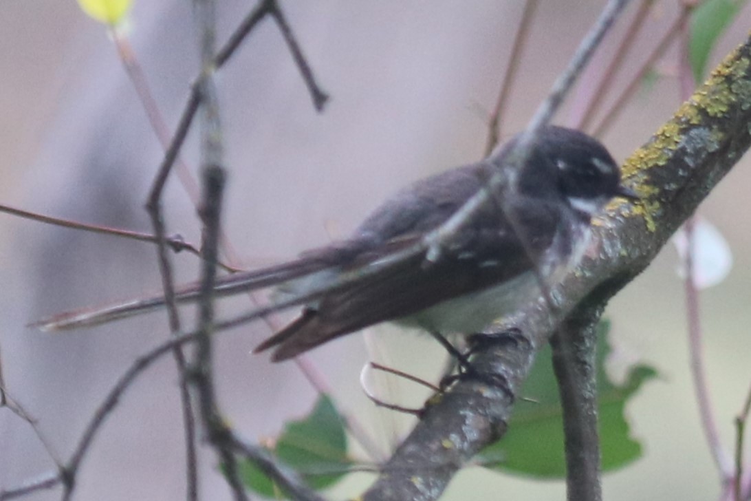 Gray Fantail - ML643752025