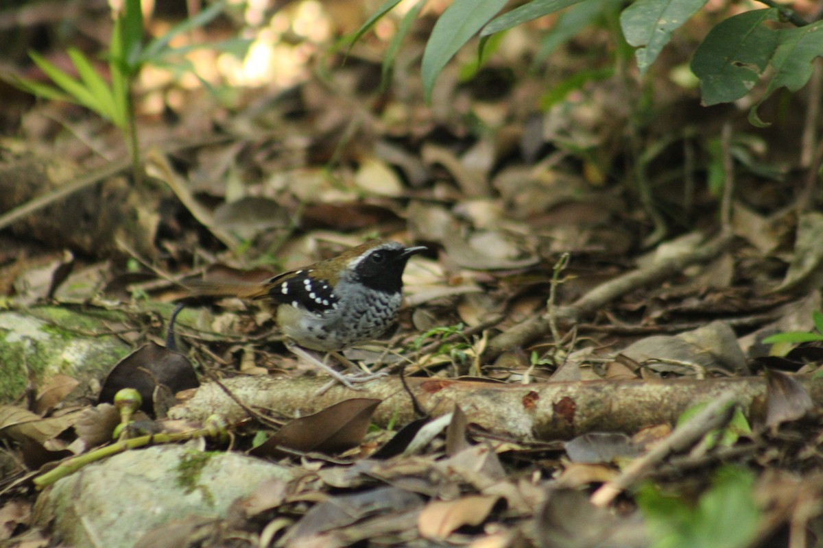 Squamate Antbird - ML643752048