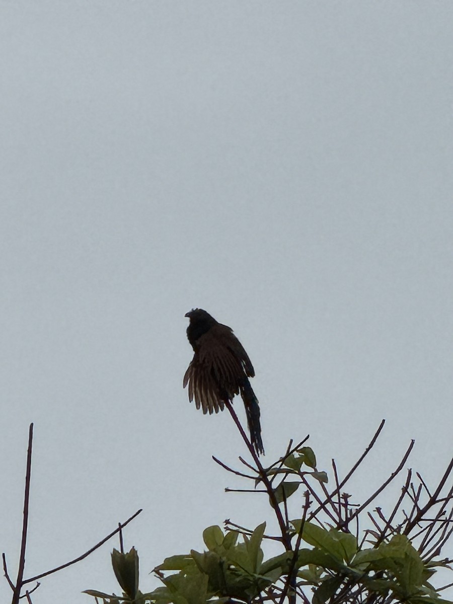 Greater Coucal - ML643752050