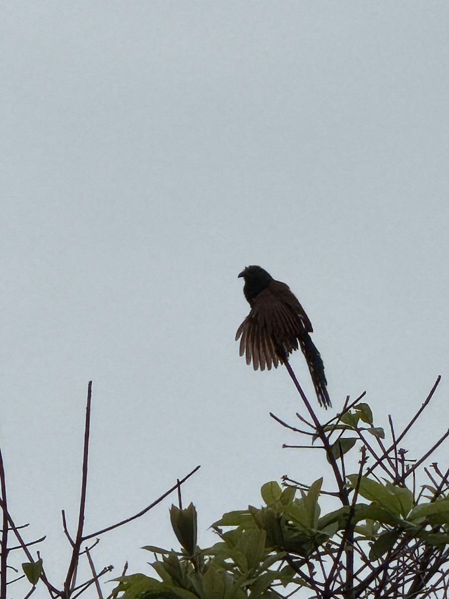 Greater Coucal - ML643752051