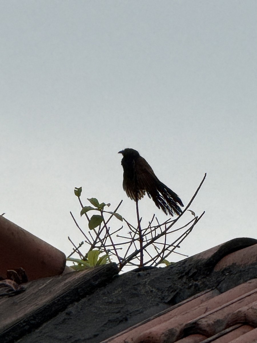 Greater Coucal - ML643752052