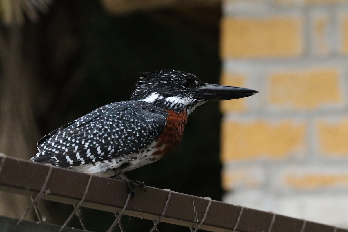 Martin-pêcheur géant - ML643752079