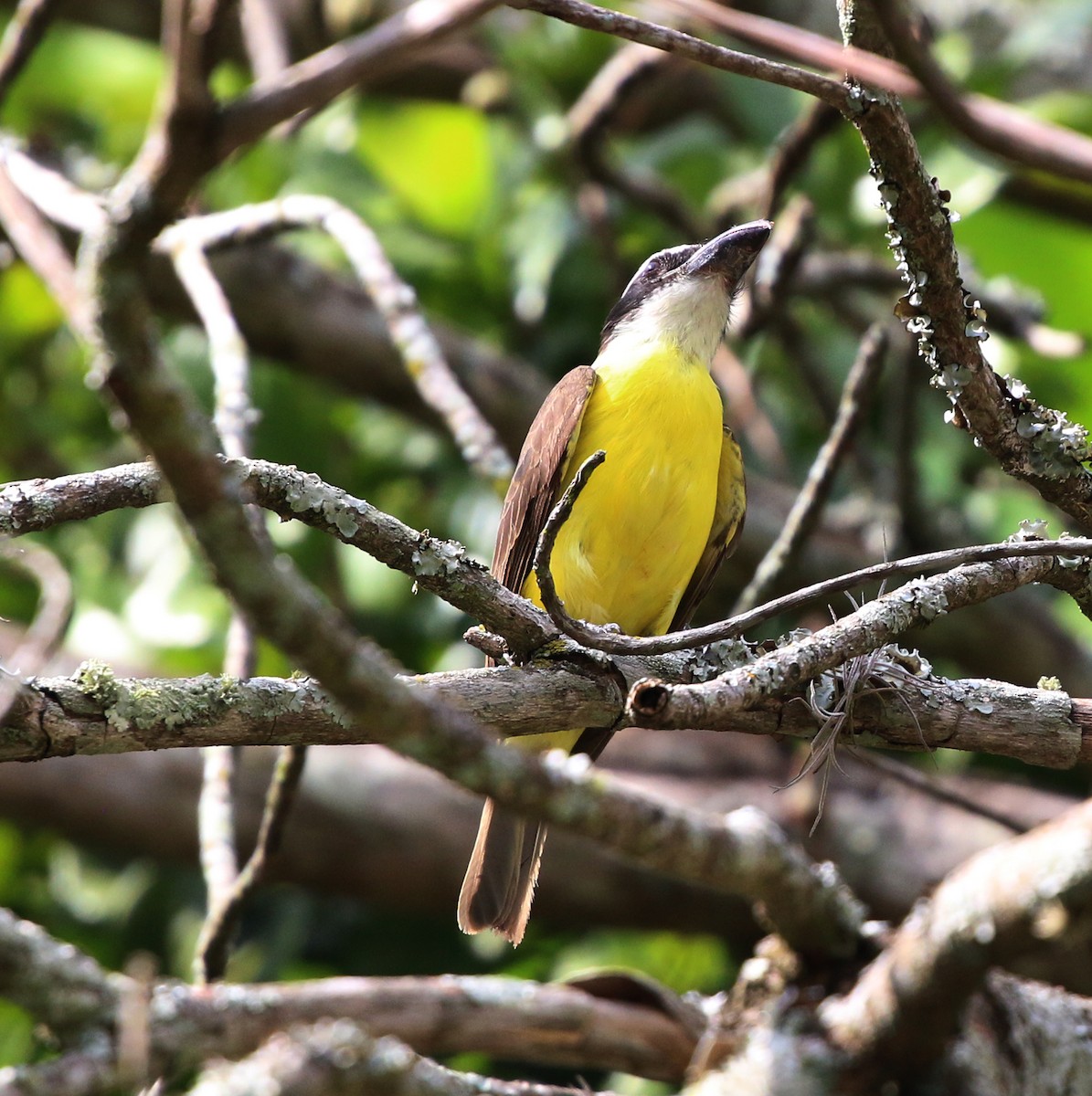 båtnebbtyrann - ML643752085