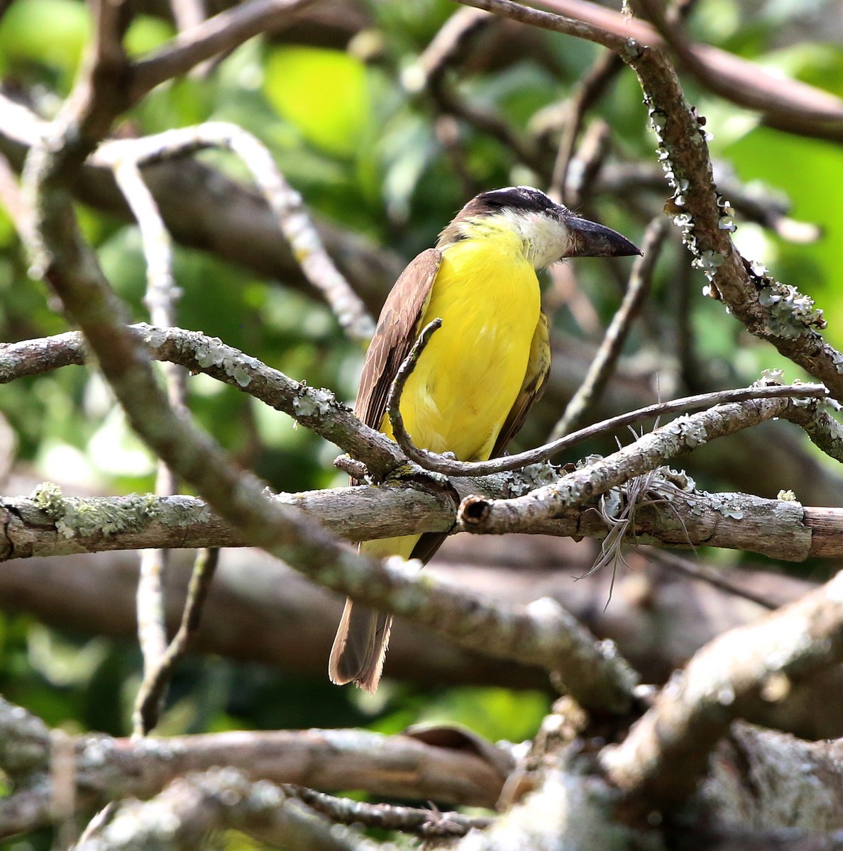 båtnebbtyrann - ML643752086