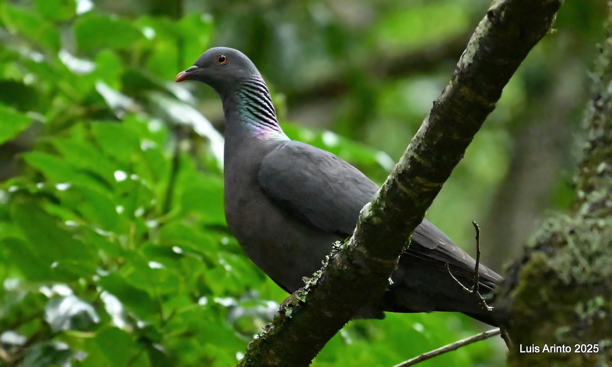 カナリーバト - ML643752088