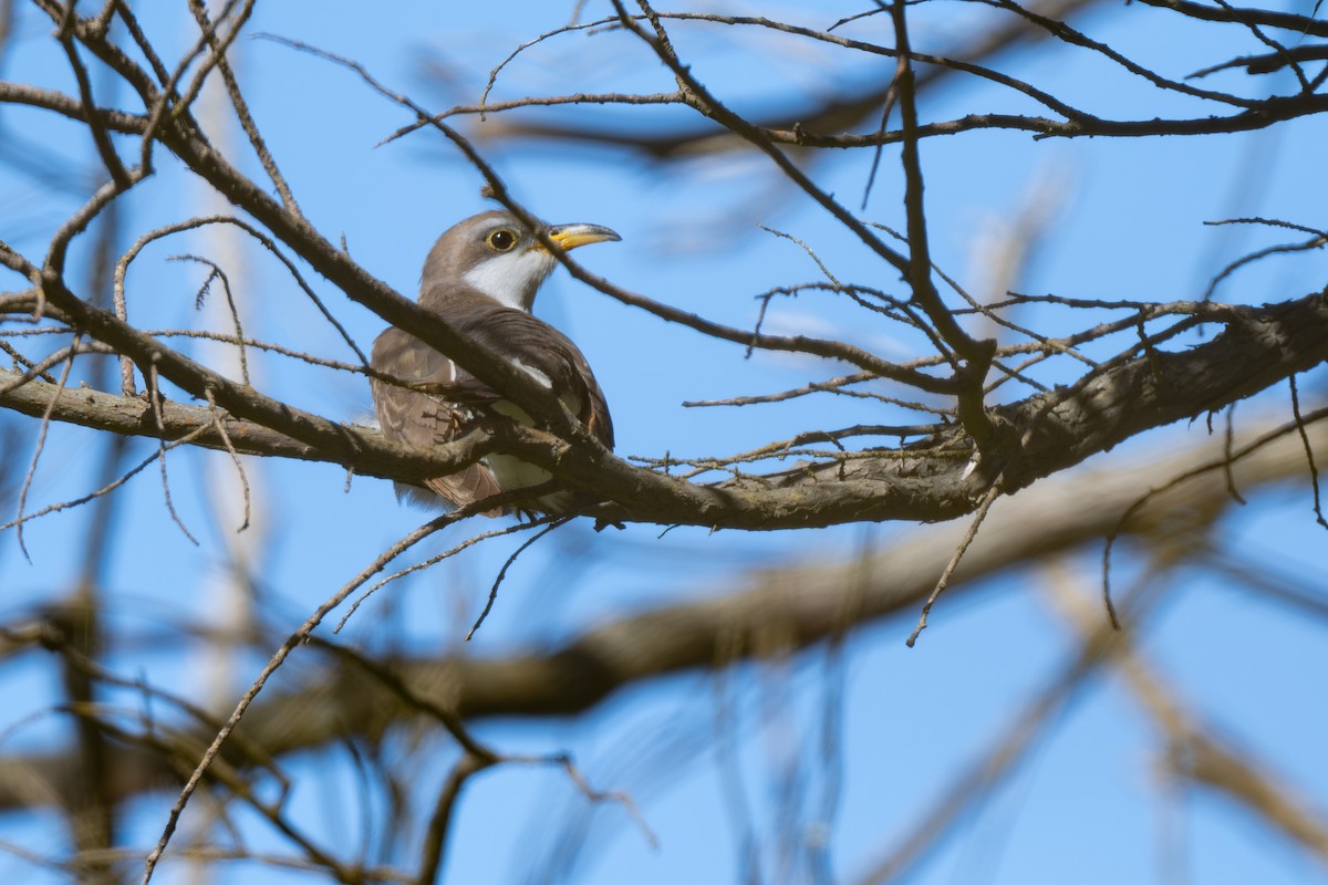 Yellow-billed Cuckoo - ML643752100