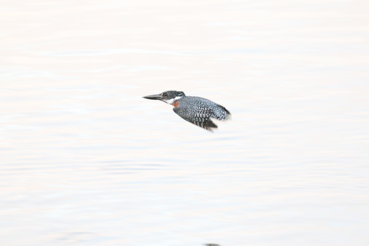 Martin-pêcheur géant - ML643752101
