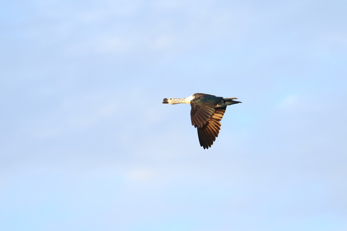 Knob-billed Duck - ML643752127