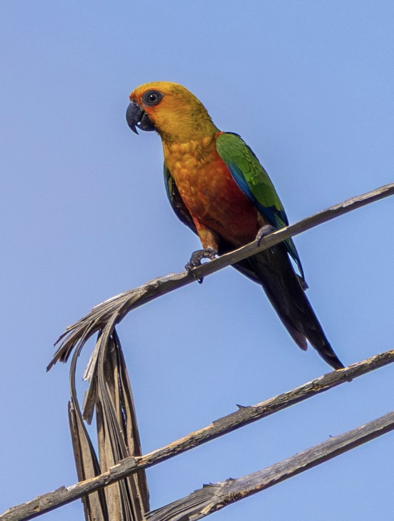 Jandaya Parakeet - ML643752131
