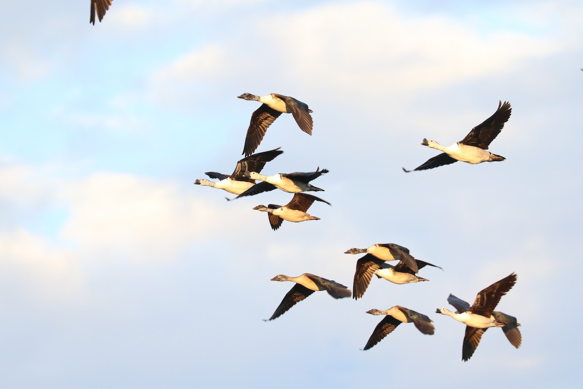 Knob-billed Duck - ML643752137