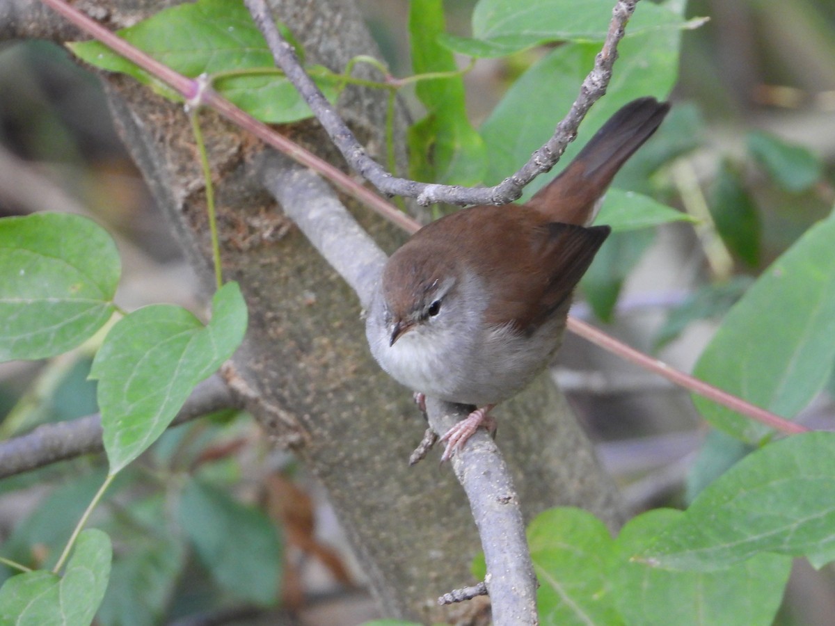 Cetti's Warbler - ML643752140