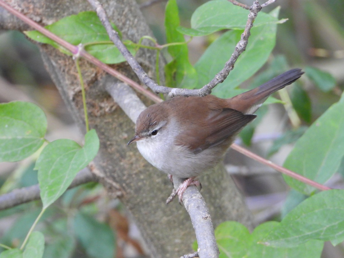 Cetti's Warbler - ML643752142