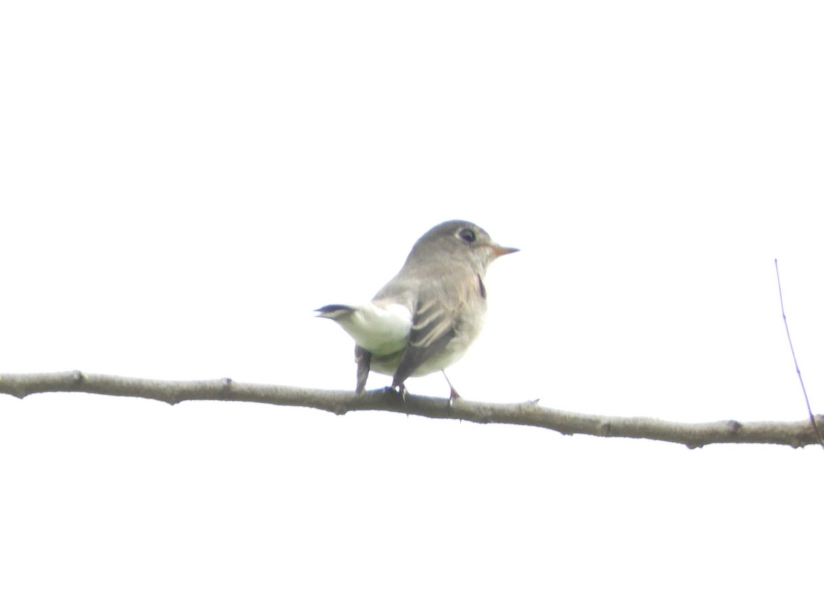 Дагуурын намнаахай - ML643752159