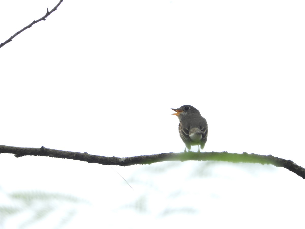 Дагуурын намнаахай - ML643752160