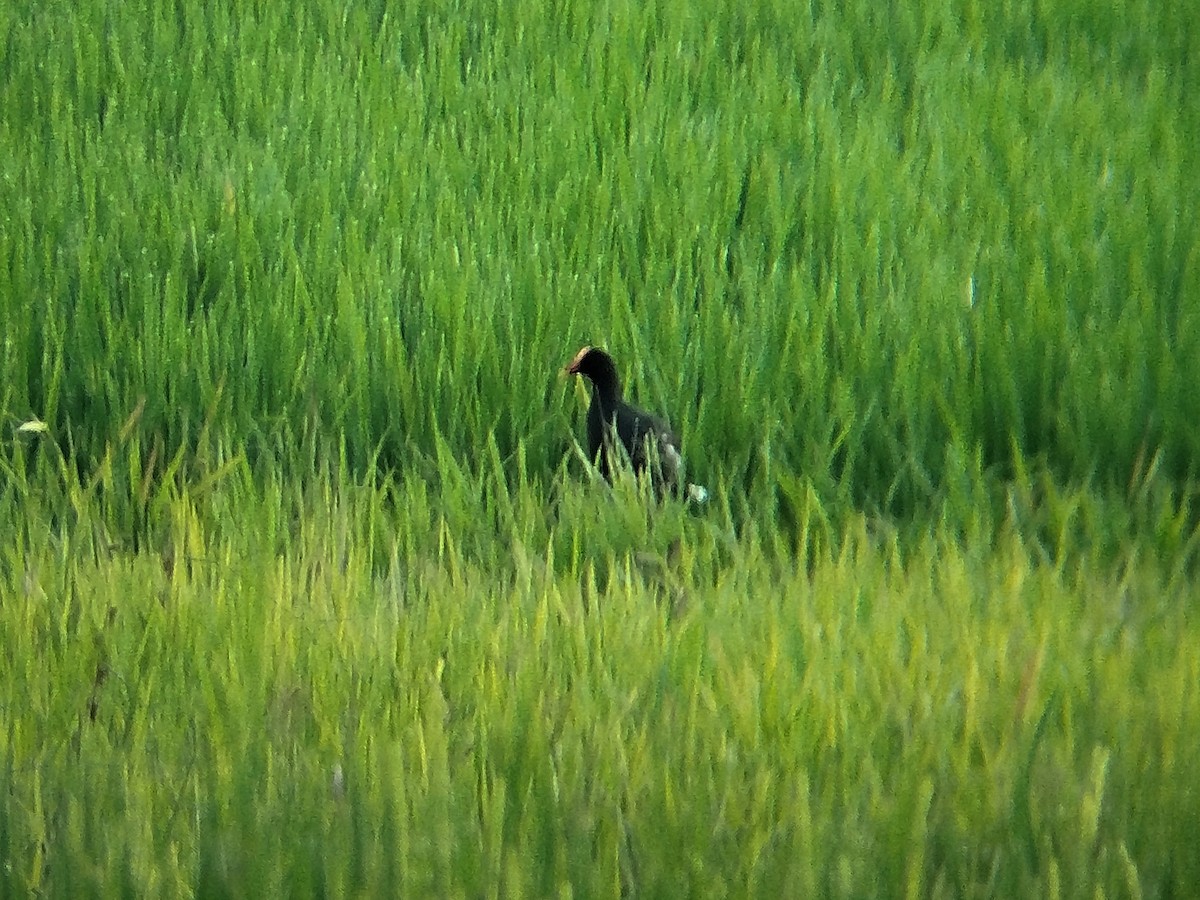 sivhøne - ML643752165