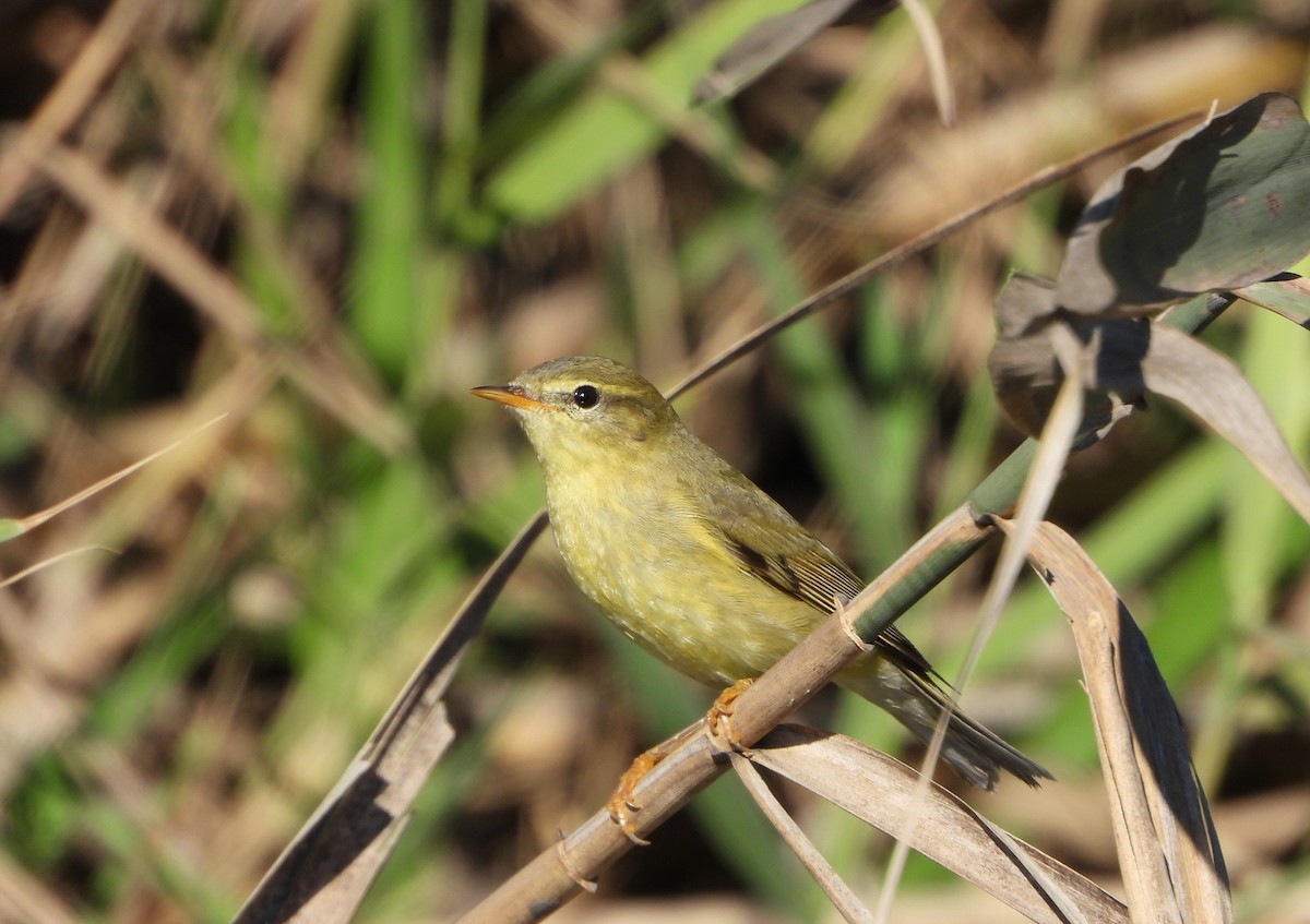 Willow Warbler - ML643752166