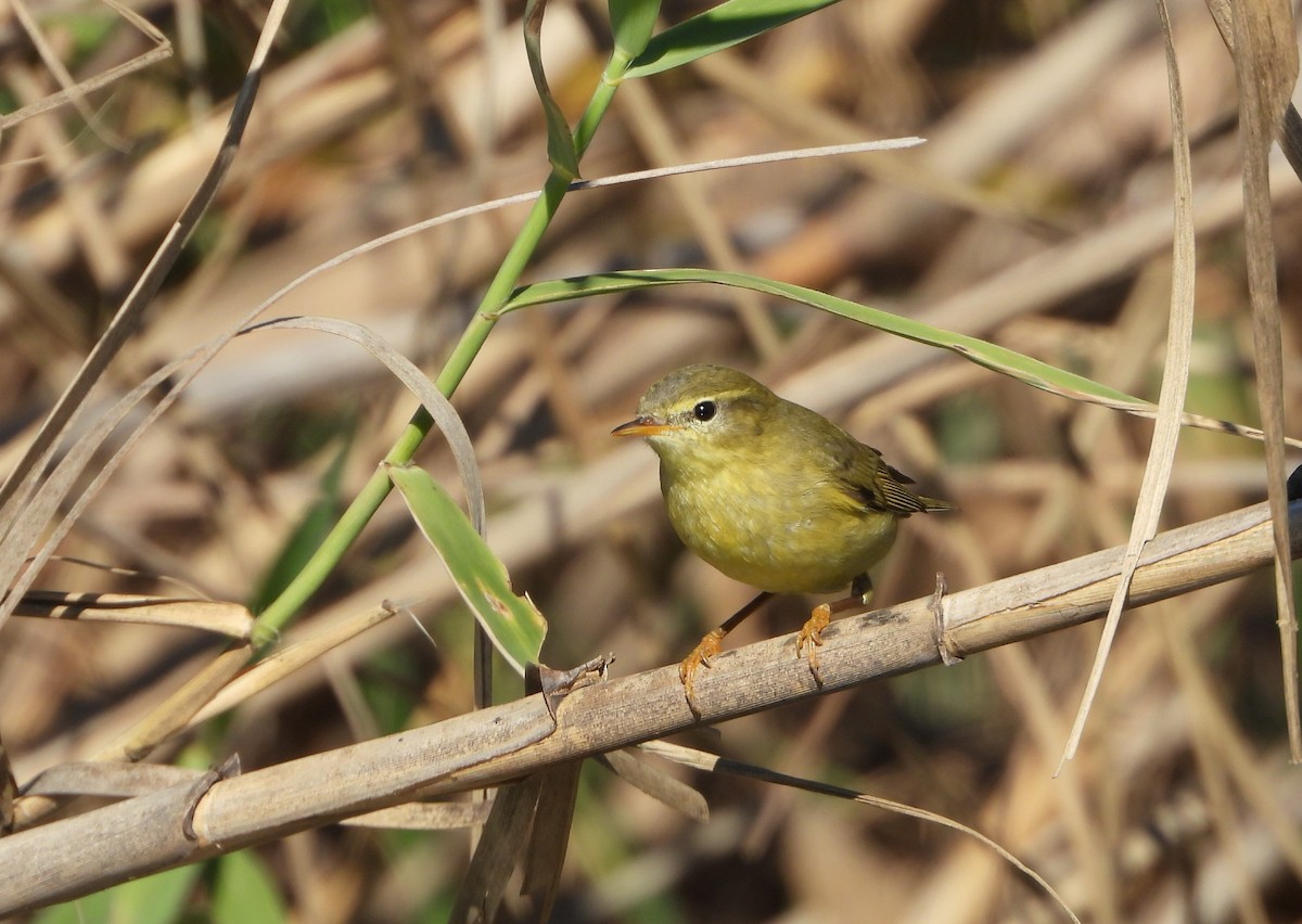 Willow Warbler - ML643752167