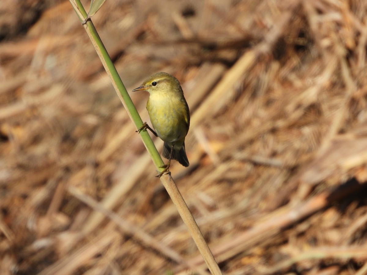 Willow Warbler - ML643752168