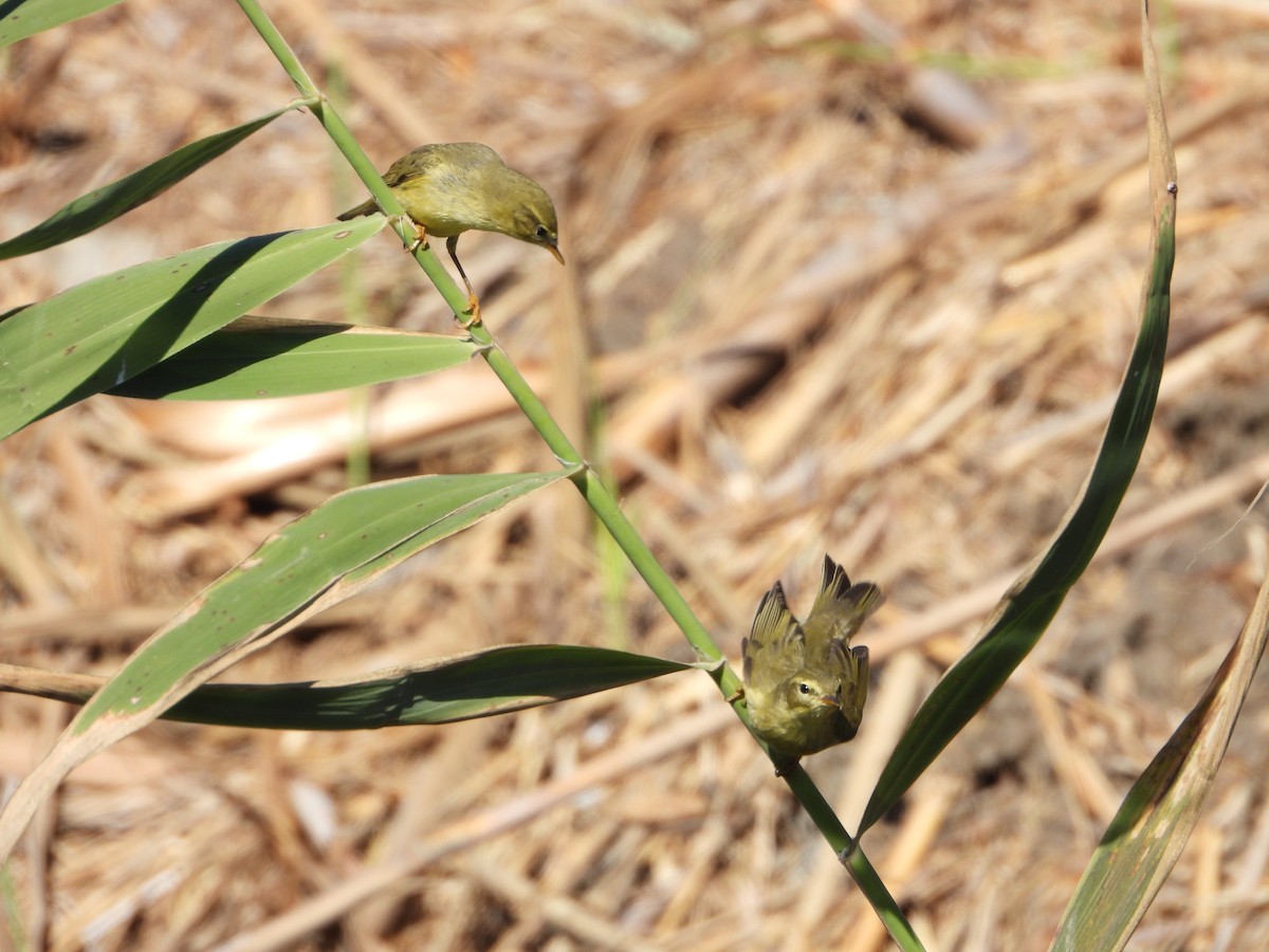 Willow Warbler - ML643752170