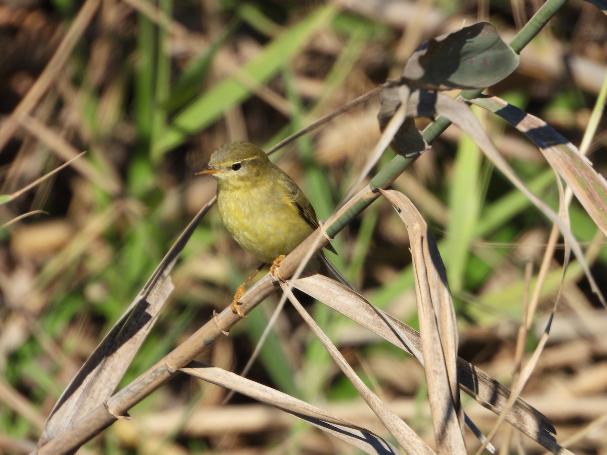 Willow Warbler - ML643752171