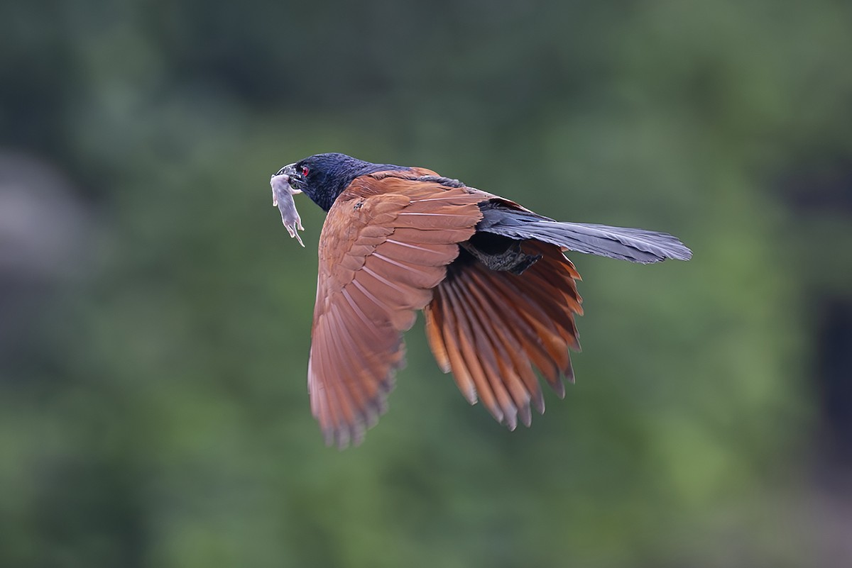 Grand Coucal (groupe sinensis) - ML643752183