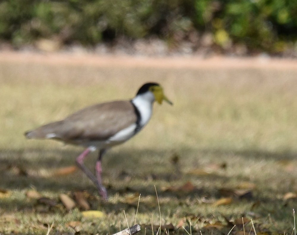 Masked Lapwing - ML643752233