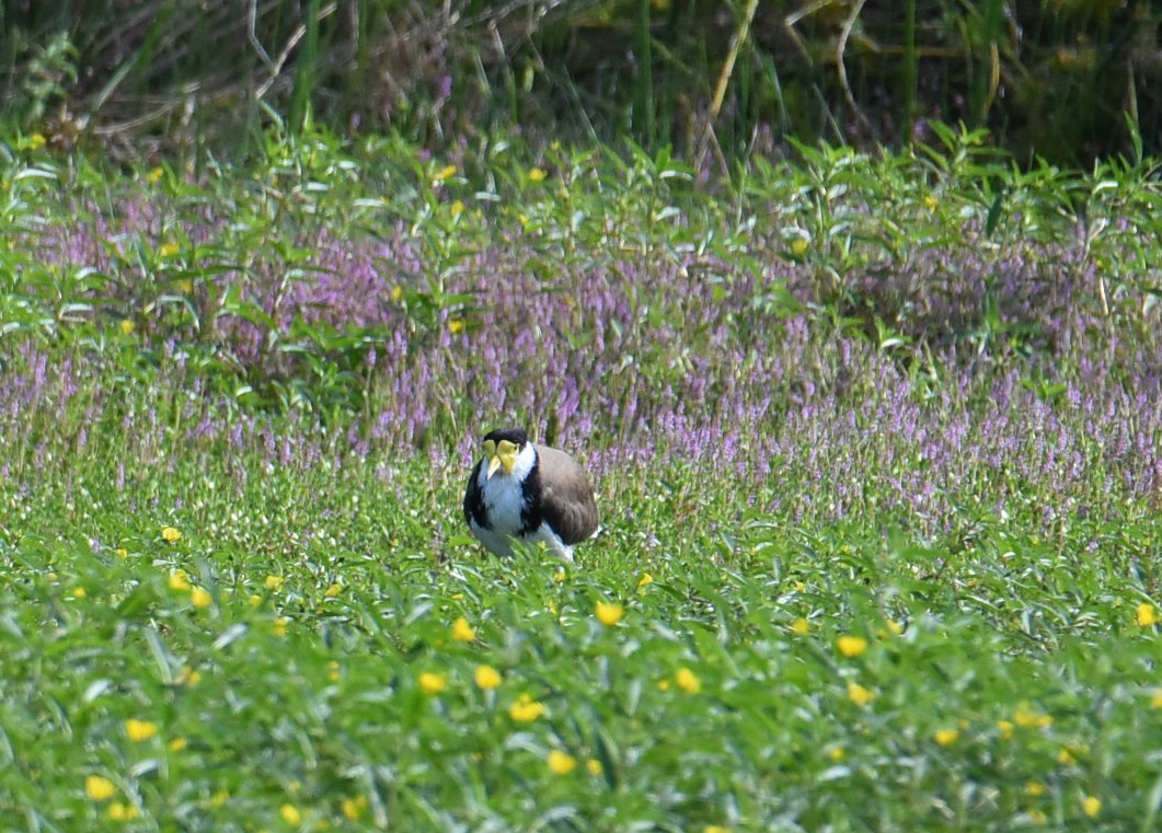 Masked Lapwing - ML643752234