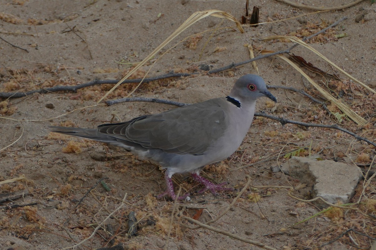 klagedue - ML643752246