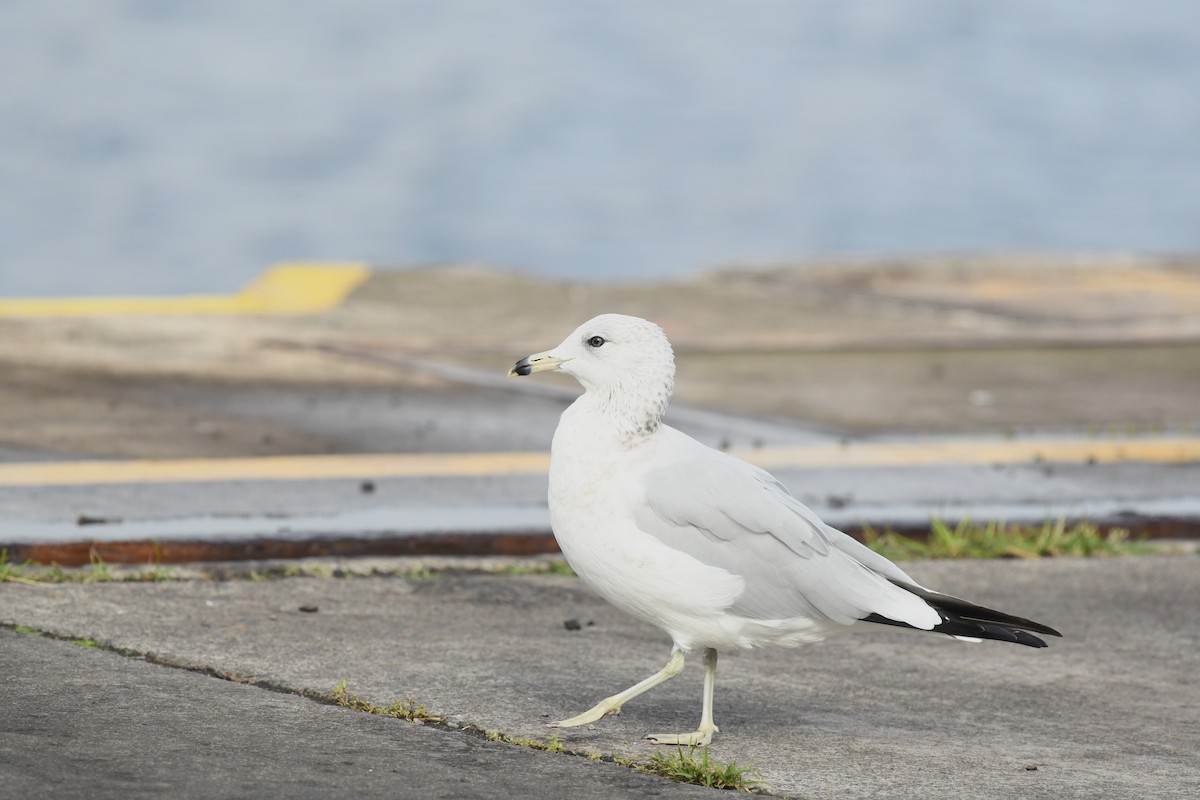 Gavina americana - ML643752255