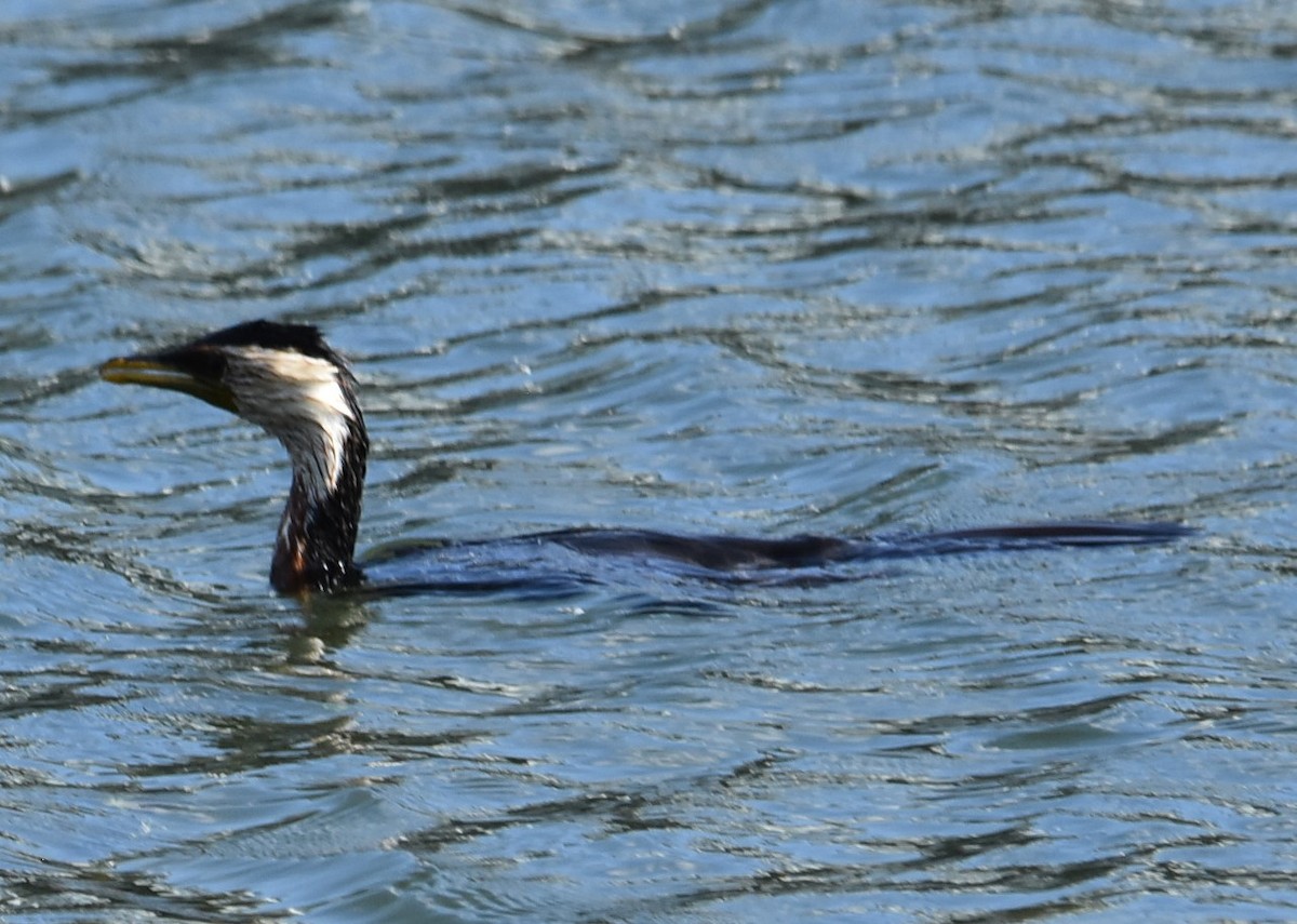 Little Pied Cormorant - ML643752258