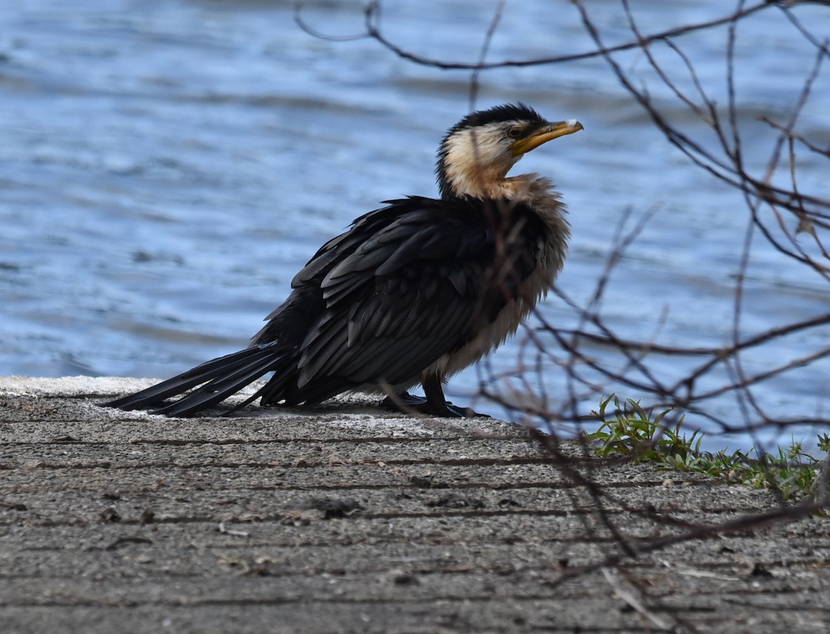 Little Pied Cormorant - ML643752260