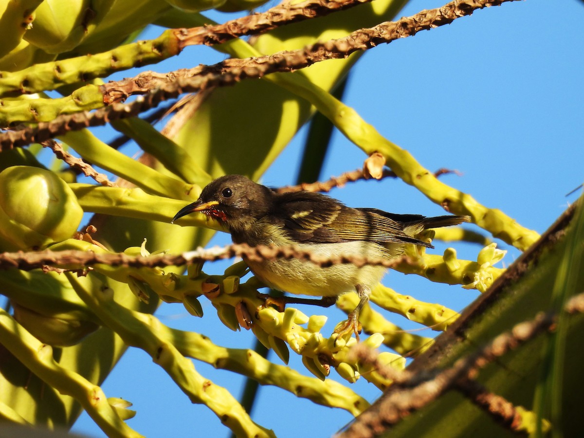 Méliphage d'Ovalau - ML643752272