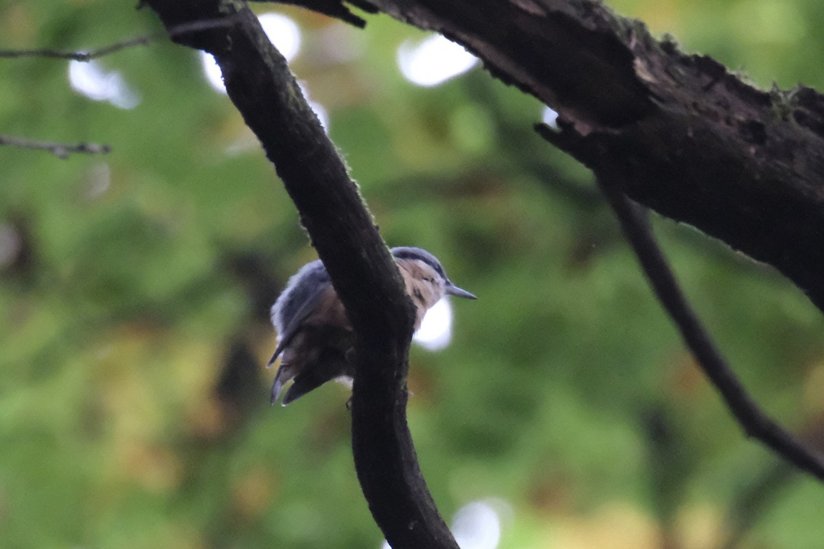 Eurasian Nuthatch - ML643752275